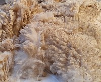 Raw wool