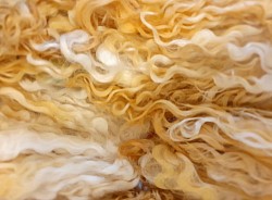 White faced Dartmoor wool fleece washed