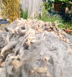 Washed Romney fleece drying