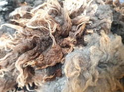 Washed wool fleece ready for carding or weaving