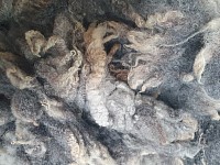 Washed wool fleece before weaving