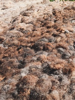 Ryland wool fleece rug