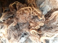 Washed wool fleece ready for carding or weaving