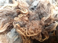 Washed wool fleece ready for carding or weaving