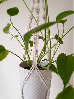 Plant holder