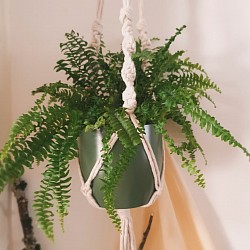 Plant holder