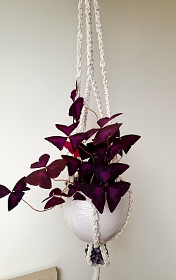 Amethyst plant hanger