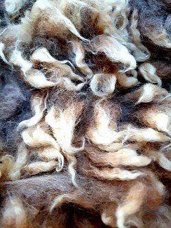 Brown Romney fleece